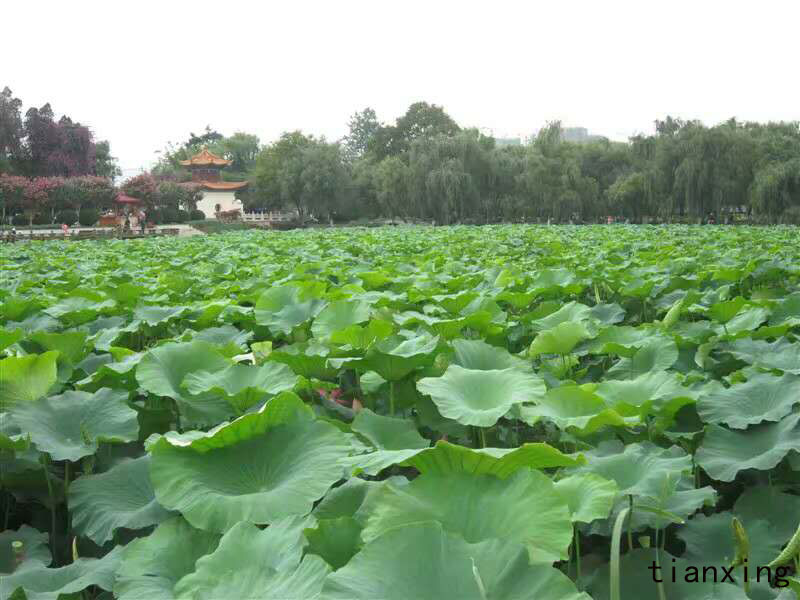 大觀園荷花 大觀園荷花