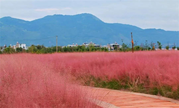 初秋的玉溪，還有一片粉色的花海