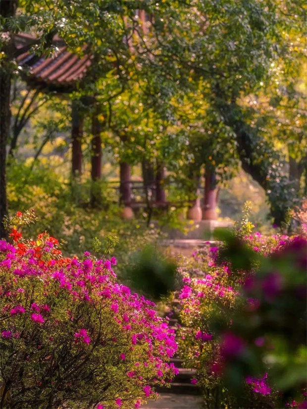 云南旅游,云南旅行社,云南團(tuán)建公司,云南策劃公司,云南會議執(zhí)行,云南會議會展,昆明旅游,昆明旅行社,昆明團(tuán)建公司,昆明策劃公司,昆明會議執(zhí)行：超全！只有看過昆明這些地方的花開如爆，你才明白為什么她被稱為“花中西施”~