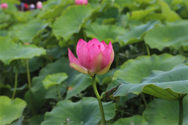 云南旅游,云南旅行社,云南團(tuán)建公司,云南策劃公司,云南會議會展,昆明旅游,昆明旅行社,昆明團(tuán)建公司,昆明策劃公司,昆明會議會展：楊林港的荷花，開了！